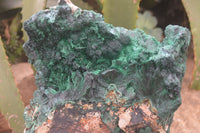 Natural XL Silky Malachite Specimen x 1 From Kasompe, Congo