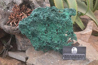 Natural XL Silky Malachite Specimen x 1 From Kasompe, Congo