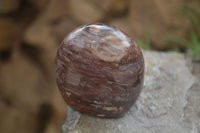 Polished Red Podocarpus Petrified Wood Standing Free Forms x 3 From Mahajanga, Madagascar