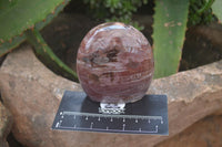 Polished Red Podocarpus Petrified Wood Standing Free Forms x 3 From Mahajanga, Madagascar