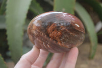 Polished Red Podocarpus Petrified Wood Standing Free Forms x 3 From Mahajanga, Madagascar