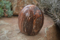 Polished Red Podocarpus Petrified Wood Standing Free Forms x 3 From Mahajanga, Madagascar