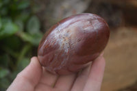 Polished Red Podocarpus Petrified Wood Standing Free Forms x 3 From Mahajanga, Madagascar