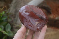 Polished Red Podocarpus Petrified Wood Standing Free Forms x 3 From Mahajanga, Madagascar