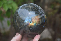 Polished Labradorite Sphere with a Rosewood Stand x 1 From Tulear, Madagascar