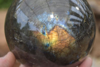 Polished Labradorite Sphere with a Rosewood Stand x 1 From Tulear, Madagascar