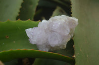 Natural Amethyst and Ametrine Spirit Quartz Clusters x 12 From Boekenhouthoek, South Africa