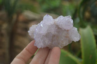 Natural Amethyst and Ametrine Spirit Quartz Clusters x 12 From Boekenhouthoek, South Africa