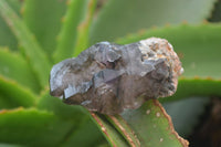 Natural Smokey Window Amethyst Crystals x 12 From Chiredzi, Zimbabwe