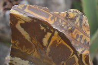 Polished On One Side Nguni Jasper Specimens x 1 From Prieska, South Africa