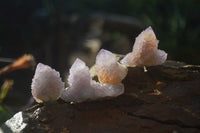 Natural Amethyst and Ametrine Spirit Quartz Clusters x 35 From Boekenhouthoek, South Africa