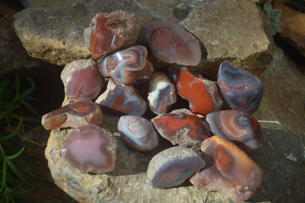 Polished On One Side Red Sashe River Agate Nodules x 20 From Zimbabwe