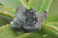 Natural Libethenite Crystals On Dolomite Matrix Specimens x 6 From Shituru, Congo