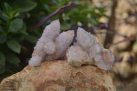 Natural Ametrine Spirit Quartz Clusters x 12 From Boekenhouthoek, South Africa