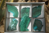 Polished Malacolla Slices x 6 From Kalukundi Mine, Congo