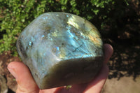 Polished Labradorite Standing Free Forms x 2 From Tulear, Madagascar