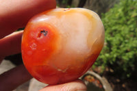 Polished Carnelian Palm Stones x 24 From Madagascar