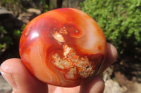 Polished Carnelian Palm Stones x 24 From Madagascar