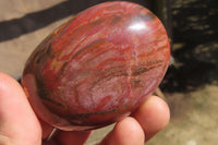 Polished Red Podocarpus Petrified Wood Palm Stones x 12 From Madagascar