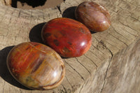 Polished Red Podocarpus Petrified Wood Palm Stones x 12 From Madagascar