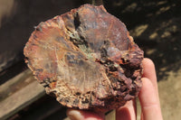 Polished Petrified Wood Branch Pieces x 3 From Gokwe, Zimbabwe