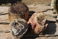 Polished Petrified Wood Branch Pieces x 3 From Gokwe, Zimbabwe