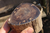 Polished Petrified Wood Branch Pieces x 3 From Gokwe, Zimbabwe