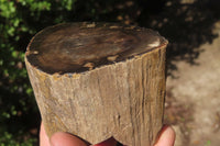 Polished Petrified Wood Branch Pieces x 3 From Gokwe, Zimbabwe