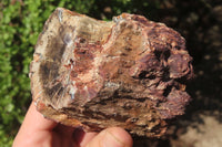 Polished Petrified Wood Branch Pieces x 3 From Gokwe, Zimbabwe