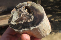 Polished Petrified Wood Branch Pieces x 3 From Gokwe, Zimbabwe