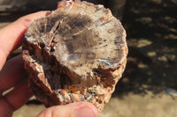 Polished Petrified Wood Branch Pieces x 3 From Gokwe, Zimbabwe