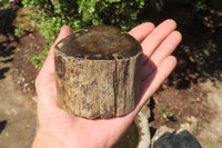 Polished Petrified Wood Branch Pieces x 3 From Gokwe, Zimbabwe