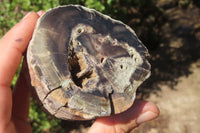 Polished Petrified Wood Branch Pieces x 3 From Gokwe, Zimbabwe