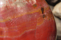 Polished Red Podocarpus Petrified Wood Standing Free Forms x 2 From Madagascar