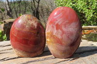 Polished Red Podocarpus Petrified Wood Standing Free Forms x 2 From Madagascar