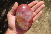 Polished Red Podocarpus Petrified Wood Standing Free Forms x 2 From Madagascar