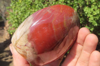 Polished Red Podocarpus Petrified Wood Standing Free Forms x 2 From Madagascar