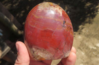 Polished Red Podocarpus Petrified Wood Standing Free Forms x 2 From Madagascar