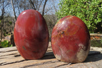 Polished Red Podocarpus Petrified Wood Standing Free Forms x 2 From Madagascar