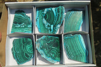 Polished Flower Banded Malacolla Slices x 6 From Congo