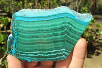 Polished Flower Banded Malacolla Slices x 6 From Congo