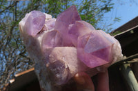 Natural Jacaranda Amethyst Clusters x 2 From Zambia