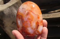 Polished Carnelian Standing Free Forms x 6 From Madagascar