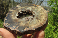 Polished Petrified Wood Slices x 6 From Gokwe, Zimbabwe