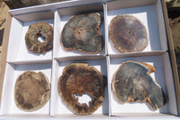 Polished Petrified Wood Slices x 6 From Gokwe, Zimbabwe