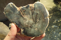 Polished Petrified Wood Slices x 6 From Gokwe, Zimbabwe