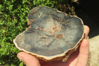 Polished Petrified Wood Slices x 6 From Gokwe, Zimbabwe