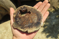 Polished Petrified Wood Slices x 6 From Gokwe, Zimbabwe