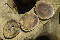 Polished Petrified Wood Slices x 6 From Gokwe, Zimbabwe