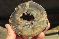 Polished Petrified Wood Slices x 6 From Gokwe, Zimbabwe